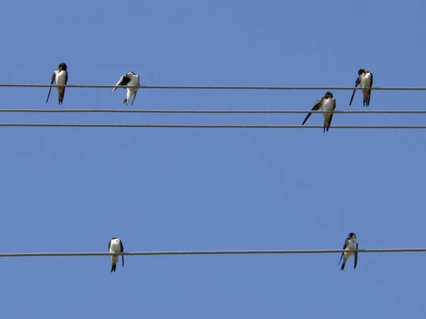 Figura Musical Pájaros Sobre Alambres Fondo Del Cielo —  Fotos de Stock