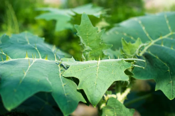 Grote Groene Bladeren Met Doornen Solanum Pseudolulo — Stockfoto