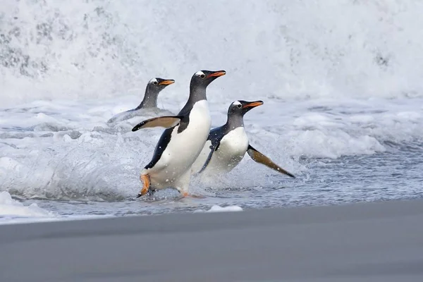 Πιγκουίνοι Της Gentoo Pygoscelis Παπούα Περπατούν Πάνω Στην Παραλία Όταν — Φωτογραφία Αρχείου