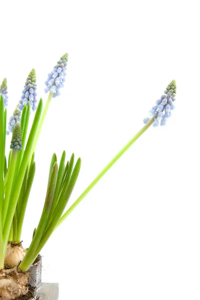 Muscari Botryoides Flowers Also Known Blue Grape Hyacinth Isolated White — Stock Photo, Image