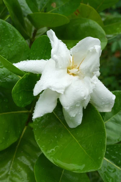 Aromatic flowers of Cape jasmine or Gardenia jasmine. (Gardenia augusta (L.) Merr.)