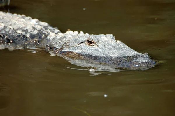 Egy Amerikai Aligátor Itt Kissimmee Florida — Stock Fotó