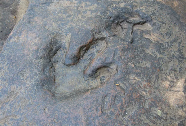 Detalhe Das Trilhas Dinossauro Dinossauro Pegadas Pegada — Fotografia de Stock