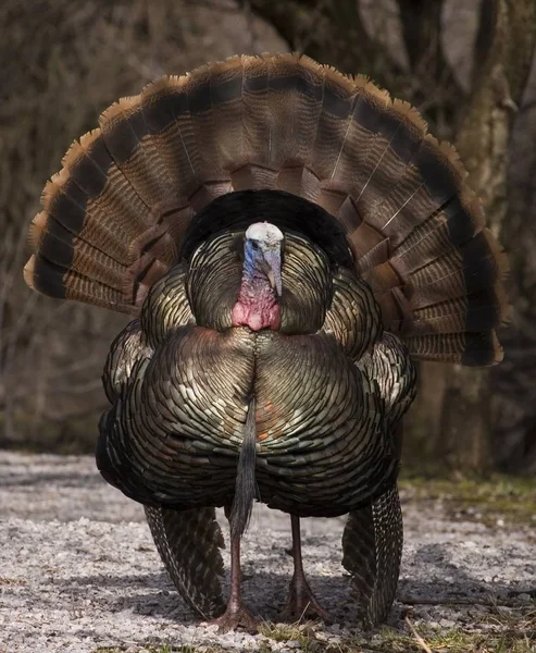 Strutting Macho Pavo Salvaje Que Muestra Temporada Apareamiento Primavera — Foto de Stock