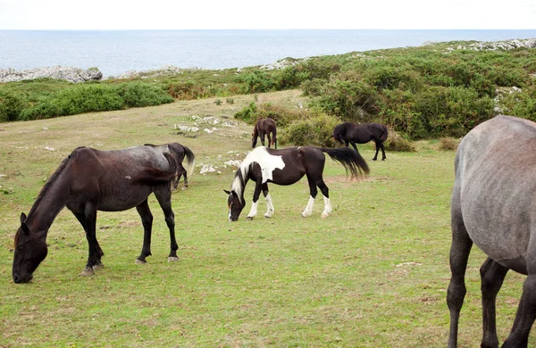 Manada Caballos Pastando España —  Fotos de Stock