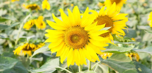 Zonnebloem Een Veld Zonnebloem Volle Bloei Het Gebied Van Landbouw — Stockfoto