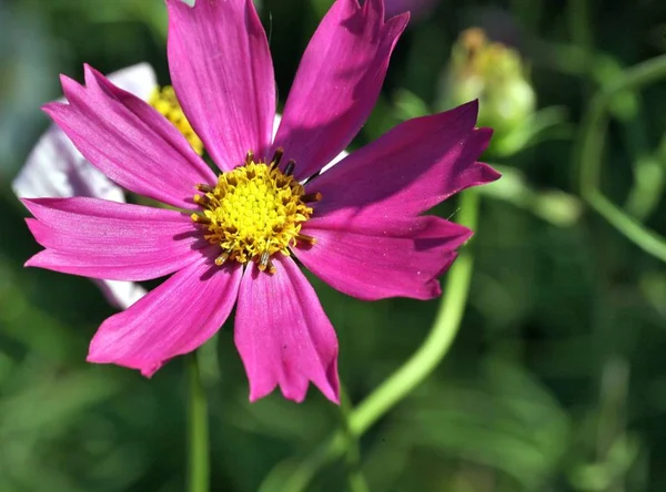 Kosmeya 或宇宙粉红色的花在花园特写镜头 — 图库照片