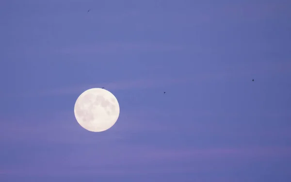 Księżyc Pełni Latające Ptaki Niebie Sie Szwecja — Zdjęcie stockowe