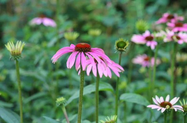 Closeup Blossoming Flowers Daytime — Stock Photo, Image