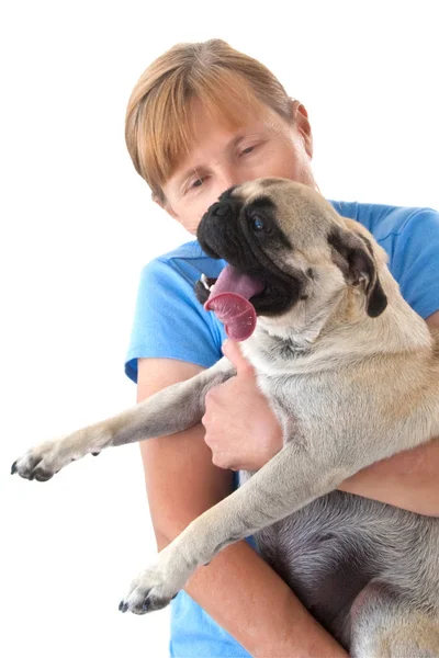 Зрелая Леди Обнимает Собаку Мопса Застрявшим Языком Изолированная Белом Фоне — стоковое фото