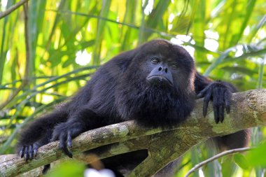 Black howler monkey, aluatta pigra, sitting on a tree in Belize jungle and looking sad. They are also found in Mexico and Guatemala. They are eating mostly leaves and occasional fruits. clipart