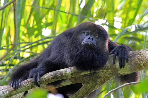 Mono Aullador Negro Aluatta Pigra Sentado Árbol Selva Belice Mirando — Foto de Stock