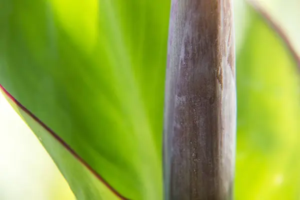 Primer Plano Una Hoja Jardín Durante Día — Foto de Stock