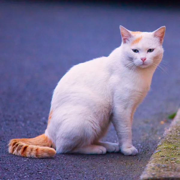 Gato Blanco Sentado Camino Concéntrate Los Ojos — Foto de Stock