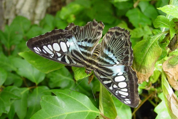 Κοντινό Κομμάτι Της Πεταλούδας Επιλεκτική Εστίαση — Φωτογραφία Αρχείου