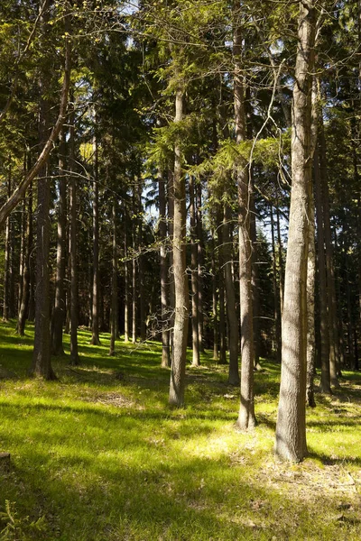Bosque Primitivo Con Hierba Suelo —  Fotos de Stock