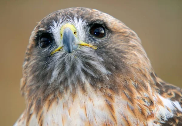Ritratto Ravvicinato Falco Coda Rossa — Foto Stock