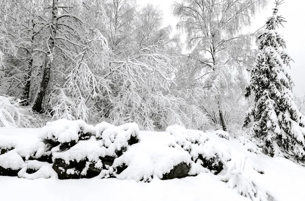 Invierno Con Nieve Árboles Después Tormenta — Foto de Stock