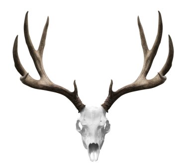 an isolated deer skull ready to drp into your designs. clipart