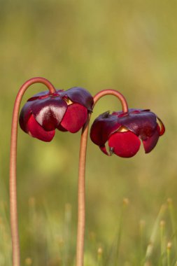 Close up of two flowers of pitcher plant, a carnivorous plant, growing in bog of Cape Breton National Park, Nova Scotia, Canada  Official flower of Newfoundland and Labrador  Shallow depth of field yields copy space. clipart