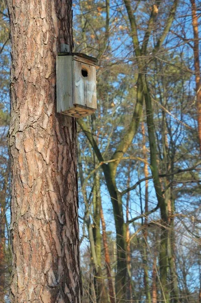 Casa Pássaros Uma Floresta — Fotografia de Stock