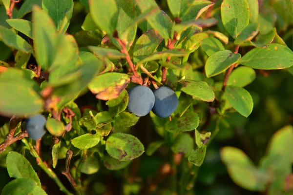 Blueberries Leaves Handle — Stock Photo, Image