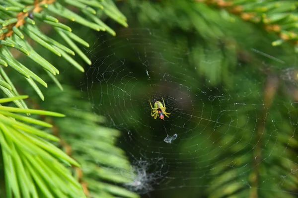 Araignée Son Insecte Proie Centre Toile Araignée Sur Fond Vert — Photo