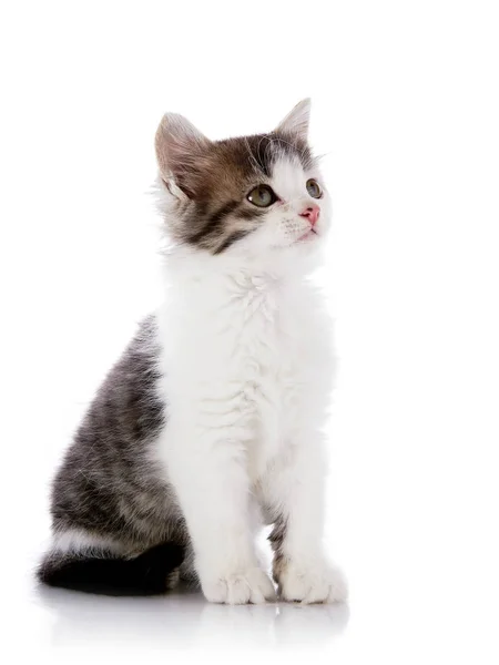 Pequeño Gatito Gatito Sobre Fondo Blanco Pequeño Depredador Pequeño Gato — Foto de Stock