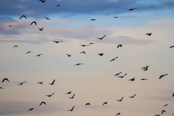 Nombreux Oiseaux Dans Leur Habitat Naturel Série Nature — Photo