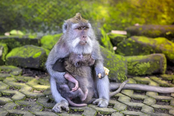 Hosszú Farkú Makákó Vele Csecsemő Szent Monkey Forest Ubud Bali — Stock Fotó