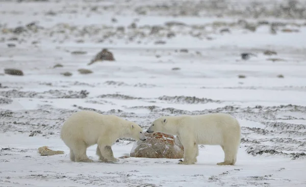 Meeting Two Polar Bears Have Met Sniff Each Other Tundra — Stock Photo, Image