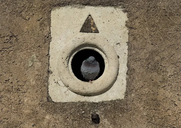 구멍에 비둘기 — 스톡 사진