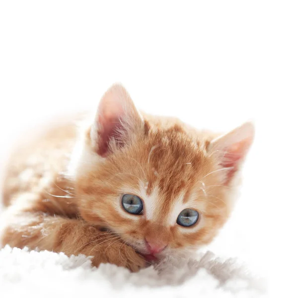 Sevimli Küçük Kırmızı Kedi Kürk Beyaz Battaniye Üzerinde Yer Alır — Stok fotoğraf
