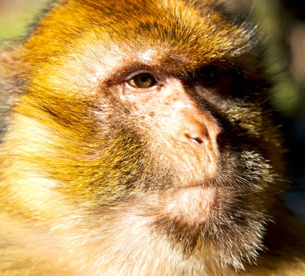 Old Monkey Africa Morocco Natural Background Fauna Close — Stock Photo, Image