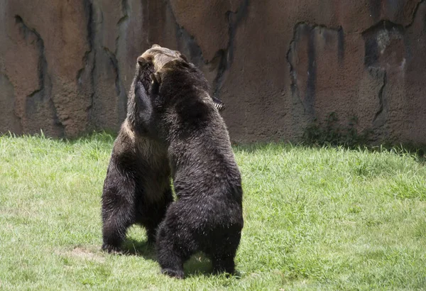 Brown Bears Ursus Arctos Mating — Stock Photo, Image