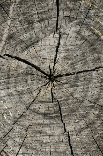 Λεπτομέρεια Του Κορμού Κομμένο Δέντρο Ρωγμές Και Αύξηση Δαχτυλίδια — Φωτογραφία Αρχείου