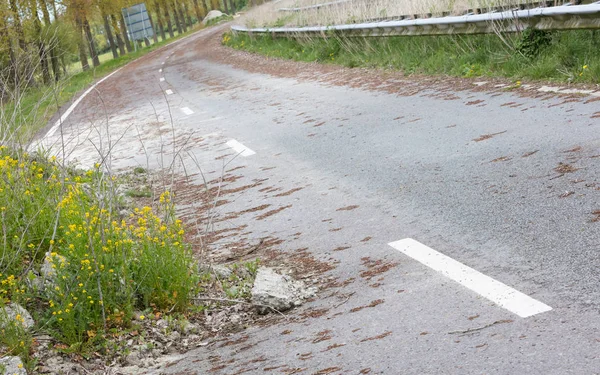 Opuszczone Drogowy Niderlandach Nie Jest Używany Przez Długi Czas — Zdjęcie stockowe