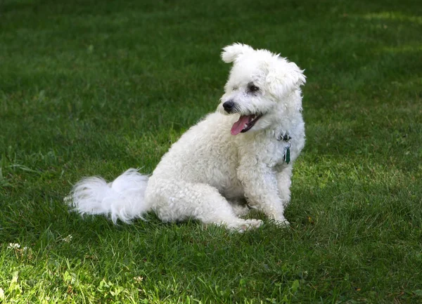 Bichon Frise Sitter Gräs Eftermiddags Skugga — Stockfoto