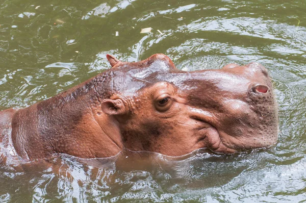 Havuz Tayland Hippo Veya Hippopotamus — Stok fotoğraf