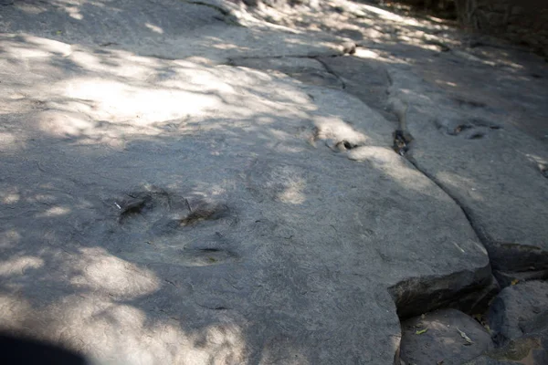 Tayland Dinozor Ayak Izi Ayak Izi Dinozor Parçaları Gerçek Ayrıntı — Stok fotoğraf