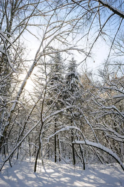 Drzewa Pokryte Śniegiem Lesie Zimą Mrożony — Zdjęcie stockowe