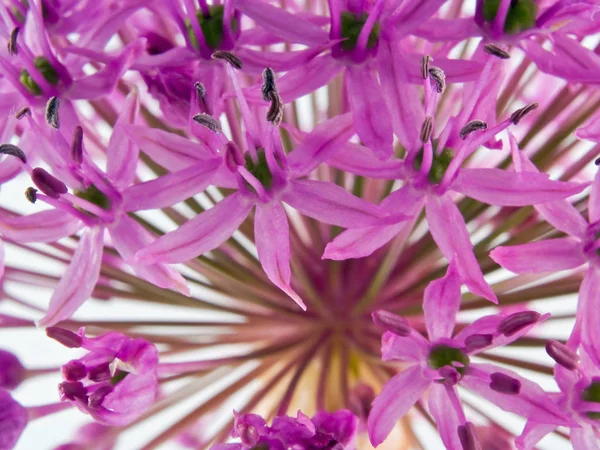 Macro Closeups Allium Flower Bloom — Stock Photo, Image