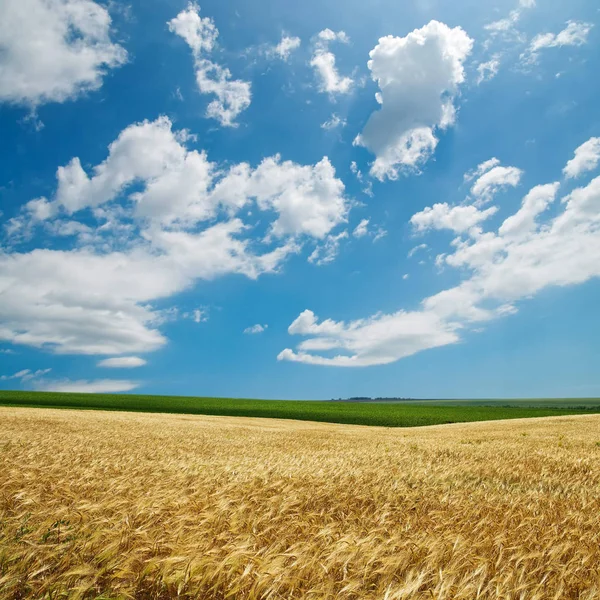 Golden Harvest Cloudy Sky — Stock Photo, Image