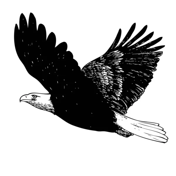 Black White Eagle Hand Dras Vit Bakgrund — Stockfoto