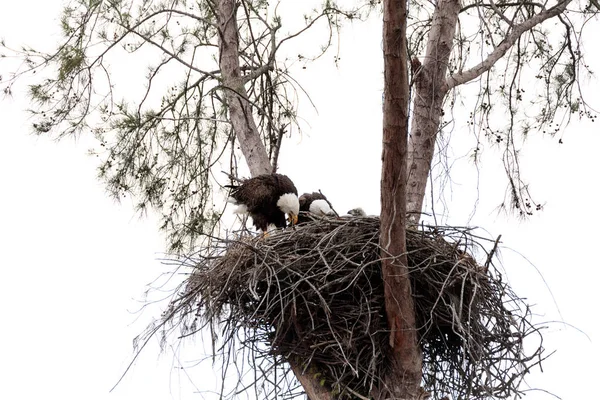 Familjen Två Vithövdad Havsörn Haliaeetus Leucocephalus Föräldrar Med Deras Boet — Stockfoto