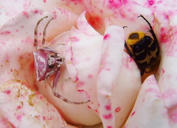 Павук Полює Жука Трояндовій Квітці — стокове фото