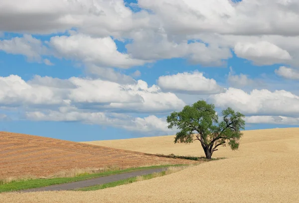 Willow Tree Wheat Field Rural Road Clouds Whitman County Washington — Stock Photo, Image