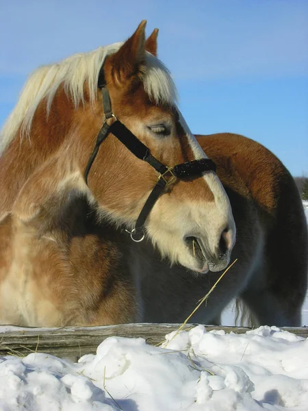 Portrét Koňské Hlavy Farmě Během Zimního Období — Stock fotografie