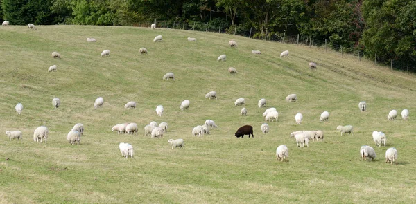 Czarnych Owcach Dziedzinie Białej Owcy Koncepcji Stania Się Tłumie — Zdjęcie stockowe