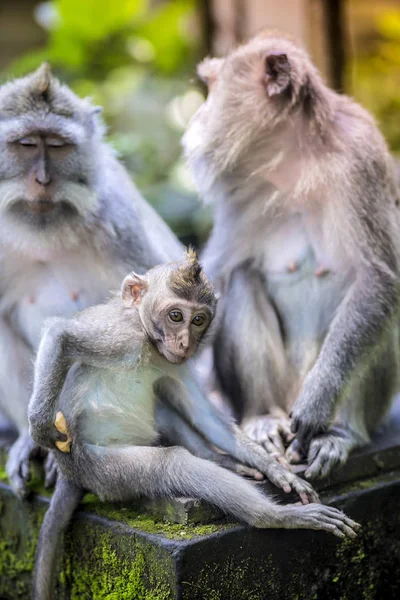 Hosszú Farkú Makákó Vele Csecsemő Szent Monkey Forest Ubud Bali — Stock Fotó